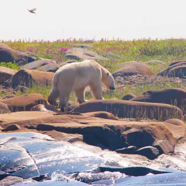 Polar Bear Pictures, Photo Safari