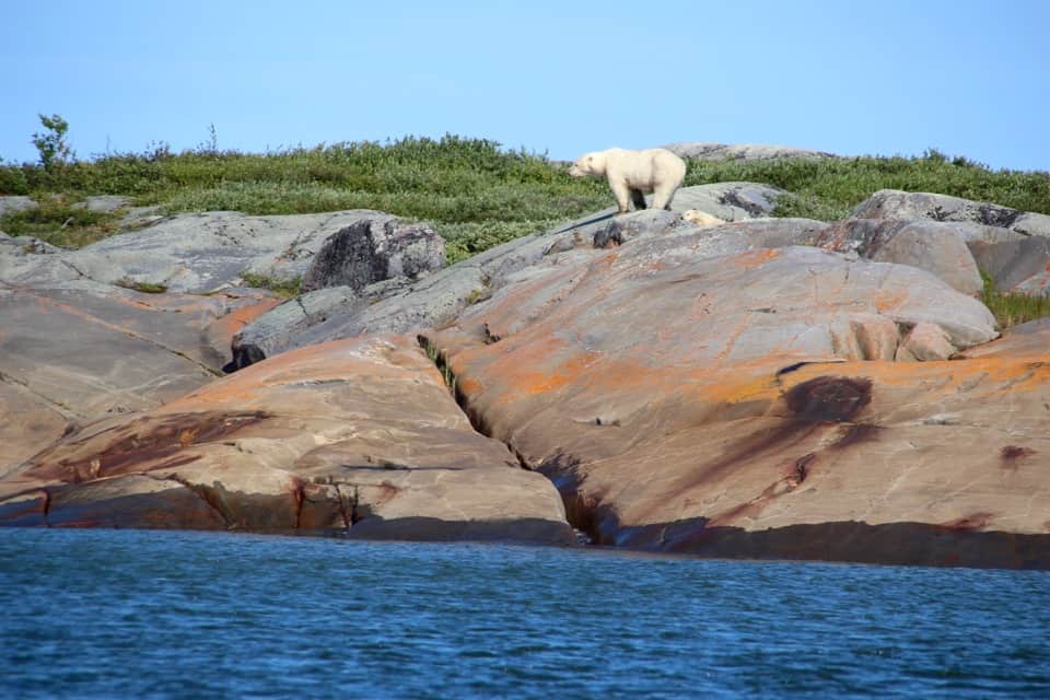 Polar Bear Pictures, Photo Safari