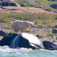 Polar Bear Pictures, Photo Safari