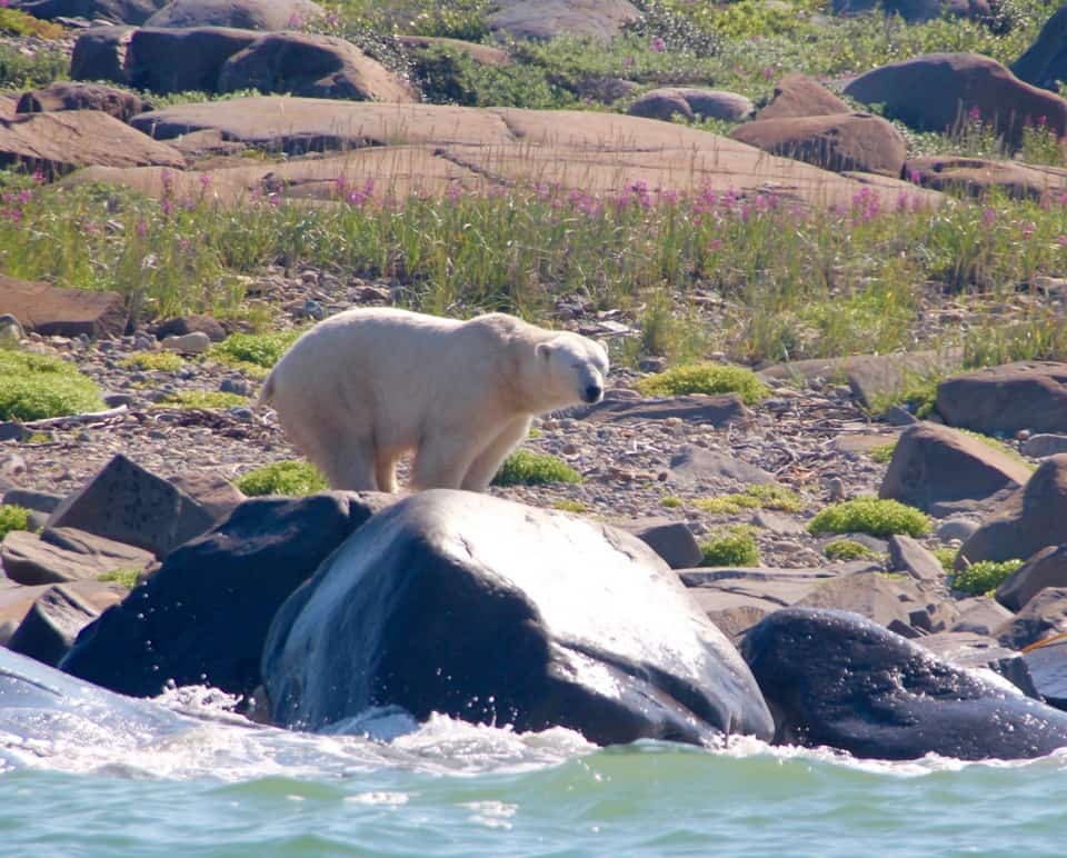 Polar Bear Pictures, Photo Safari