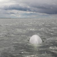 beluga baby, diving with whales, swimming with whales, whale watching canada