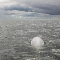 beluga baby, diving with whales, swimming with whales, whale watching canada