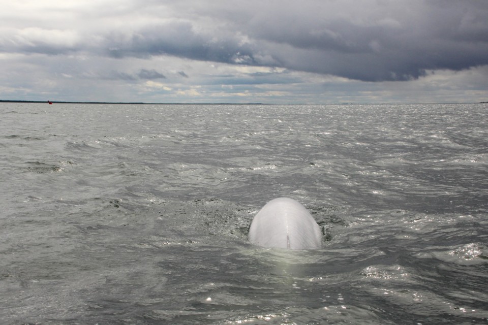 beluga baby, diving with whales, swimming with whales, whale watching canada