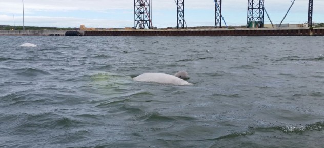 beluga baby, diving with whales, swimming with whales, whale watching canada