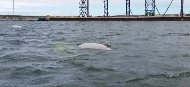 beluga baby, diving with whales, swimming with whales, whale watching canada