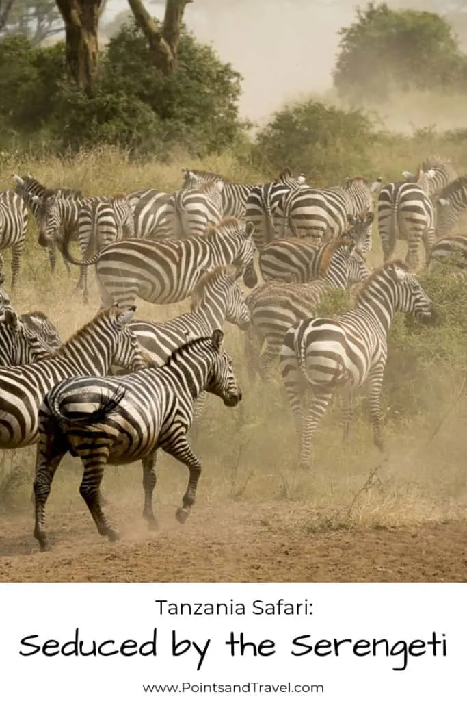 Seduced by the Serengeti, Africa, the Serengeti