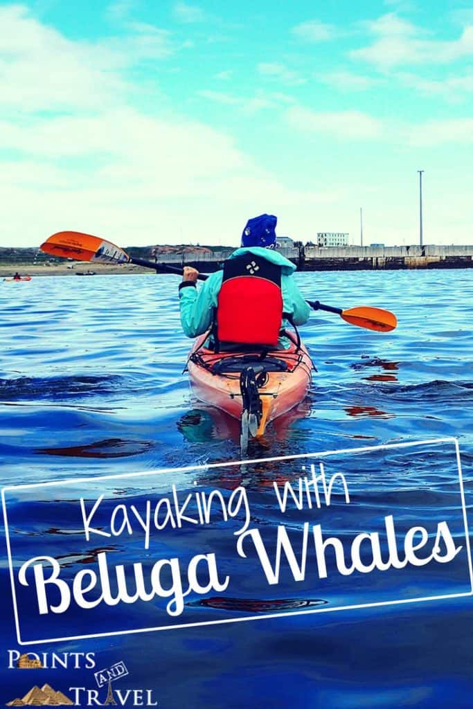 Dreams about Whales, Kayaking with Beluga Whales