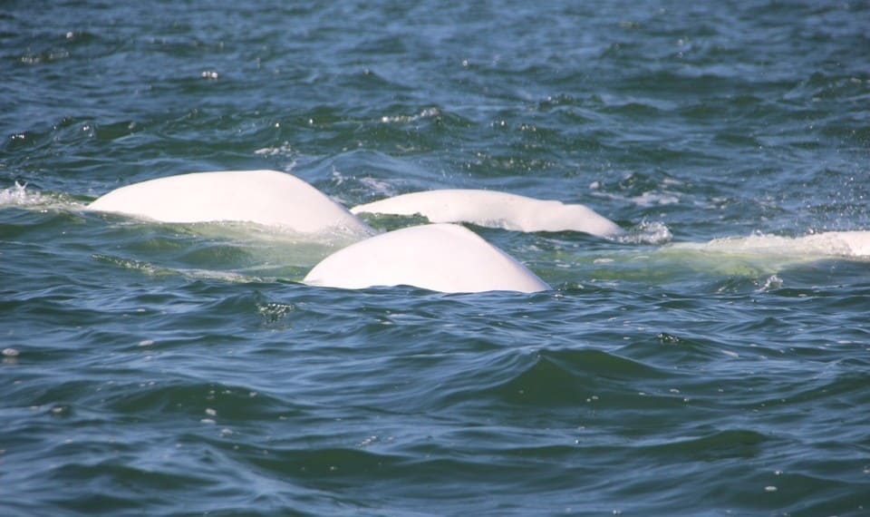 beluga baby, diving with whales, swimming with whales, whale watching canada