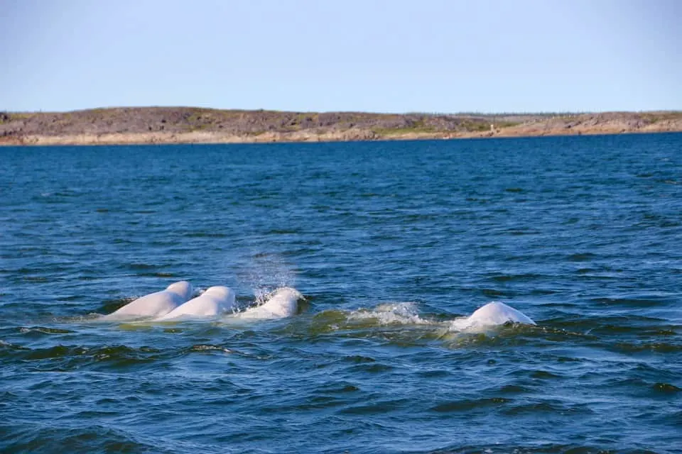 beluga baby, diving with whales, swimming with whales, whale watching canada