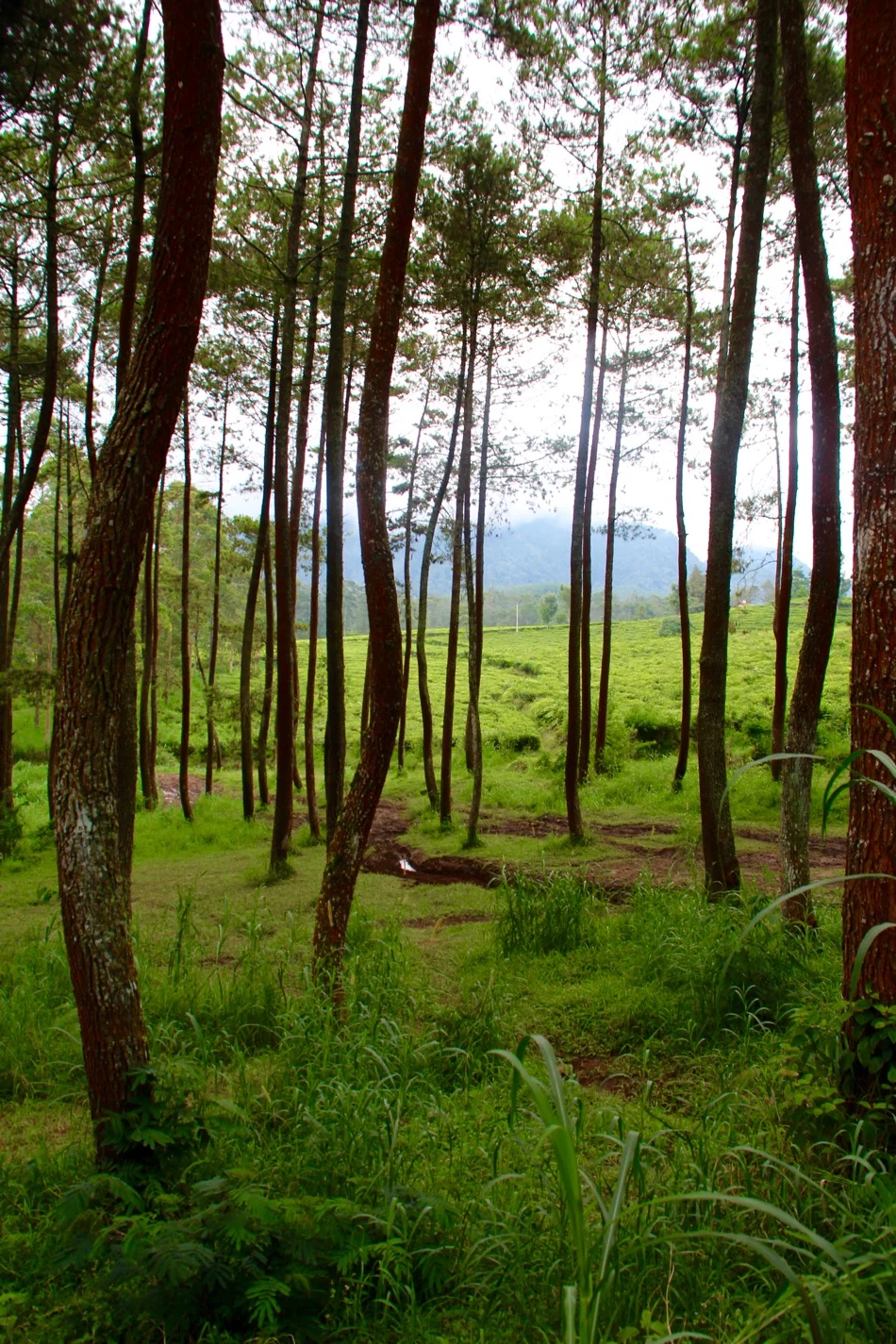 Take a wild ride off-roading as you travel Bandung, Indonesia for the thrill of your life! Travel Bandung, Bandung Attractions, Bandung Tourist Attractions, Dusun Bambu, Bandung, Indonesia