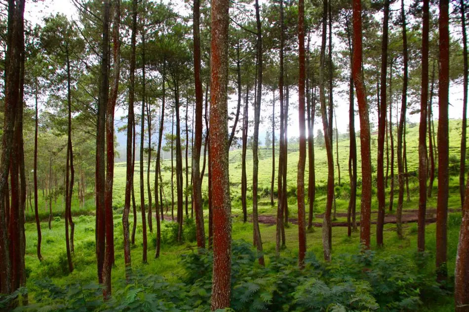 Take a wild ride off-roading as you travel Bandung, Indonesia for the thrill of your life! Travel Bandung, Bandung Attractions, Bandung Tourist Attractions, Dusun Bambu, Bandung, Indonesia