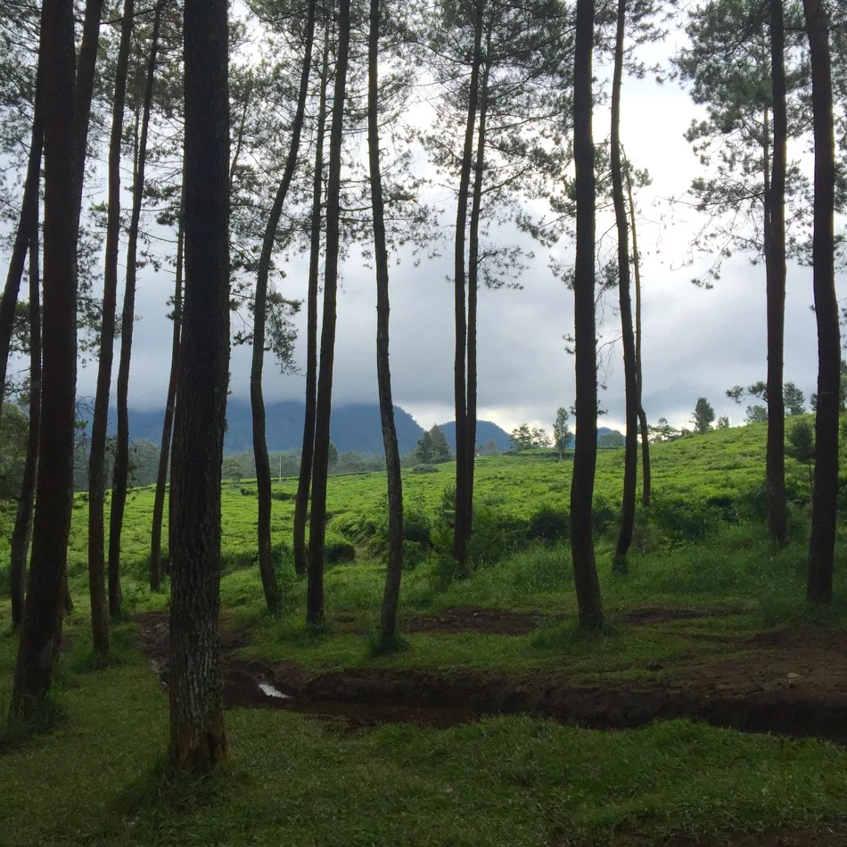 Take a wild ride off-roading as you travel Bandung, Indonesia for the thrill of your life! Travel Bandung, Bandung Attractions, Bandung Tourist Attractions, Dusun Bambu, Bandung, Indonesia