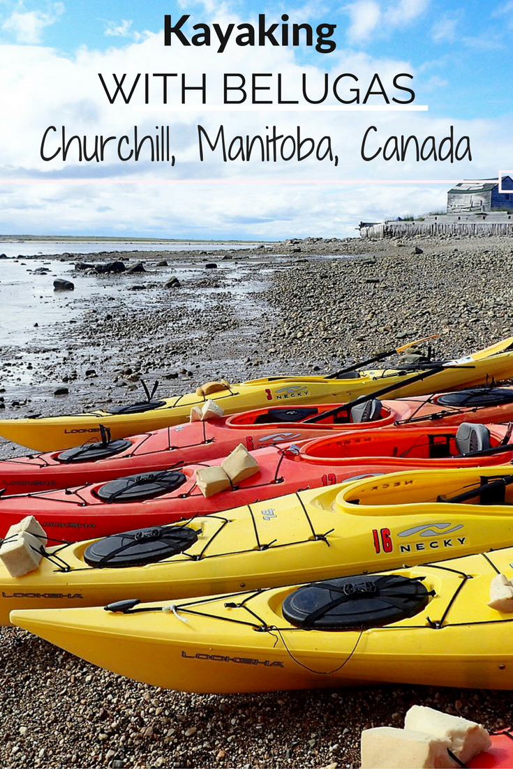 Dreams about Whales: Come along with me as I kayak with Beluga Whales in Manitoba, Canada