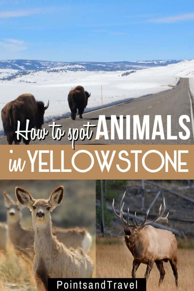 How to spot animals in Yellowstone, A wildlife guide to Yellowstone, #Yellowstone #Montana #animals #wildlife