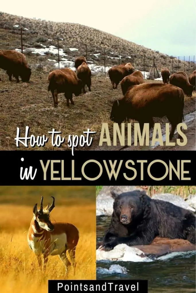 How to spot animals in Yellowstone, A wildlife guide to Yellowstone, #Yellowstone #Montana #animals #wildlife