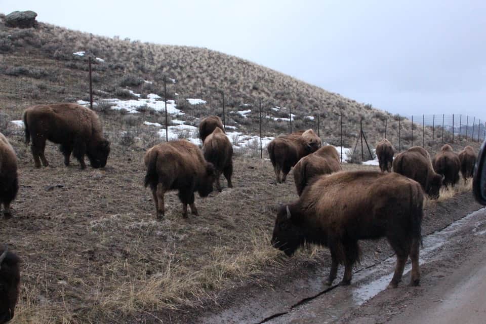 Come along with me as I enjoy a "bluebird day" at Yellowstone National Park and see the animals of Yellowstone National Park.