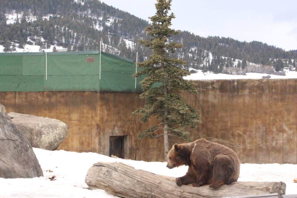 Come along with me as I enjoy a "bluebird day" at Yellowstone National Park and see the animals of Yellowstone National Park.