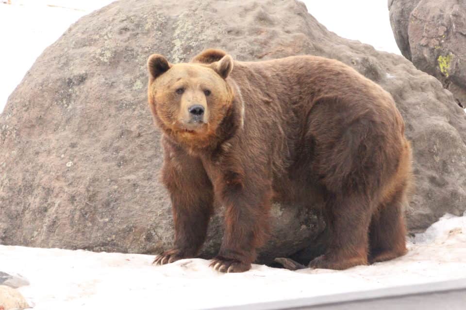 Come along with me as I enjoy a "bluebird day" at Yellowstone National Park and see the animals of Yellowstone National Park.