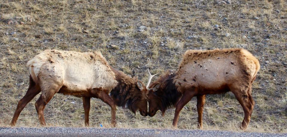 Come along with me as I enjoy a "bluebird day" at Yellowstone National Park and see the animals of Yellowstone National Park.