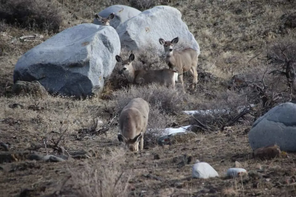 Come along with me as I enjoy a "bluebird day" at Yellowstone National Park and see the animals of Yellowstone National Park.