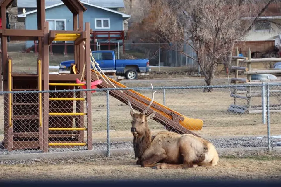 Come along with me as I enjoy a "bluebird day" at Yellowstone National Park and see the animals of Yellowstone National Park.