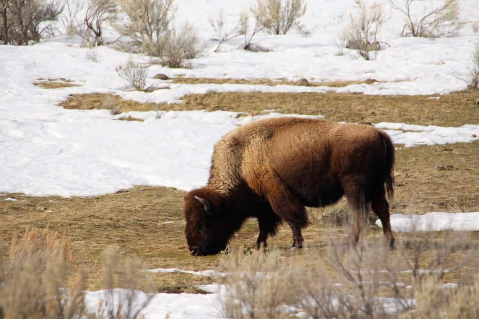 Come along with me as I enjoy a "bluebird day" at Yellowstone National Park and see the animals of Yellowstone National Park.