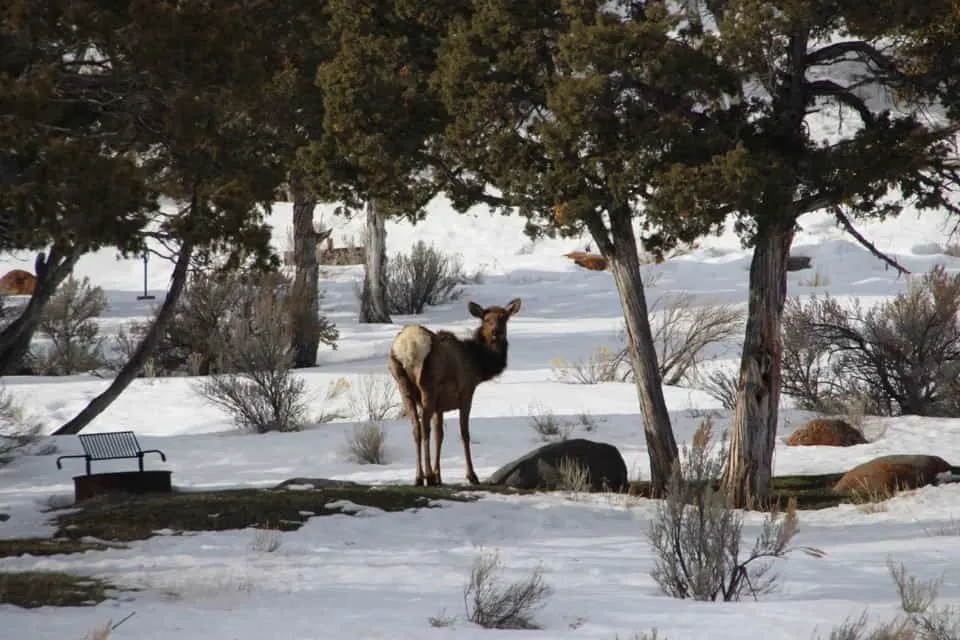 Come along with me as I enjoy a "bluebird day" at Yellowstone National Park and see the animals of Yellowstone National Park.