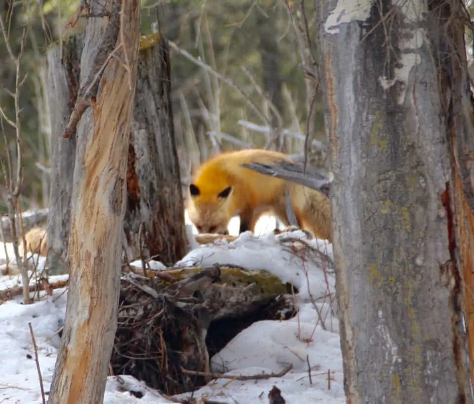 Come along with me as I enjoy a "bluebird day" at Yellowstone National Park and see the animals of Yellowstone National Park.