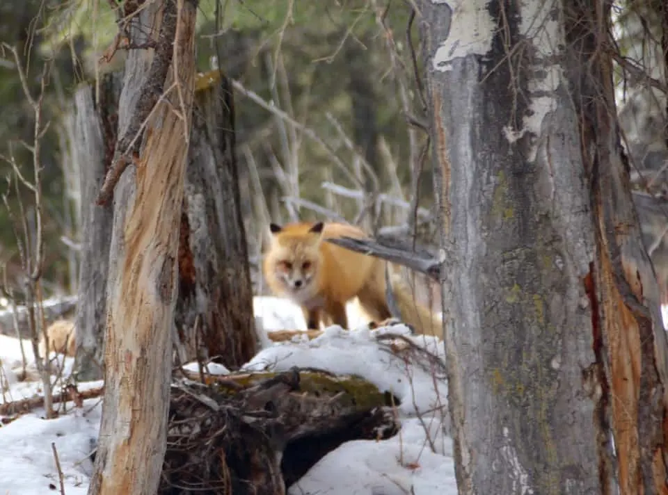 Come along with me as I enjoy a "bluebird day" at Yellowstone National Park and see the animals of Yellowstone National Park.