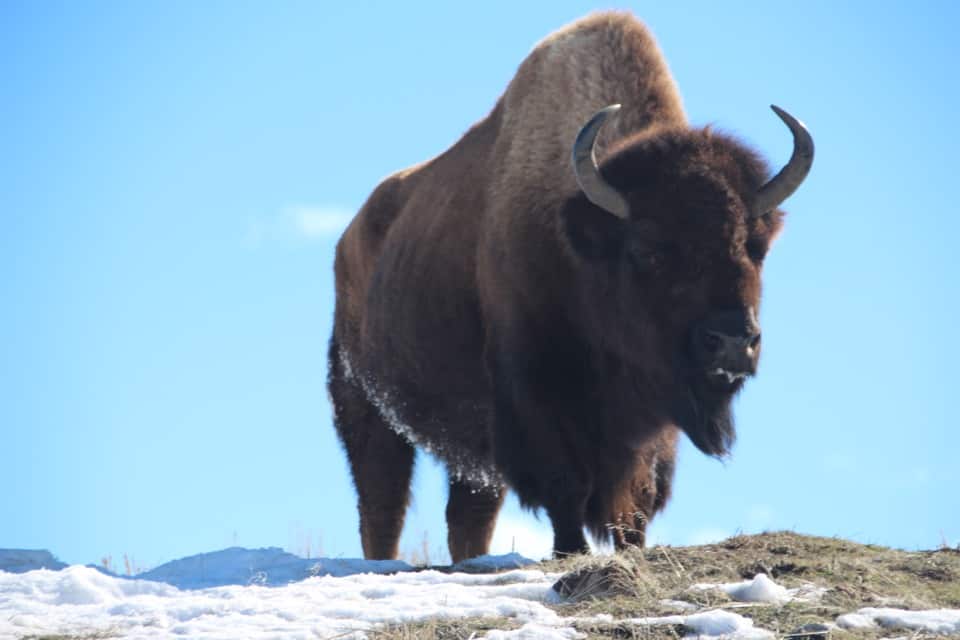 Come along with me as I enjoy a "bluebird day" at Yellowstone National Park and see the animals of Yellowstone National Park.