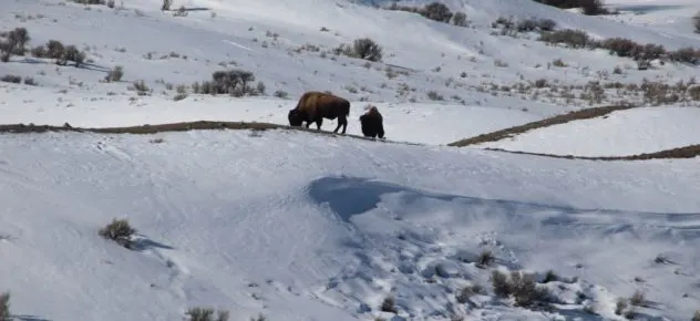 The ultimate road trip to Yellowstone National Park, #YellowStone #RoadTrip #Montana