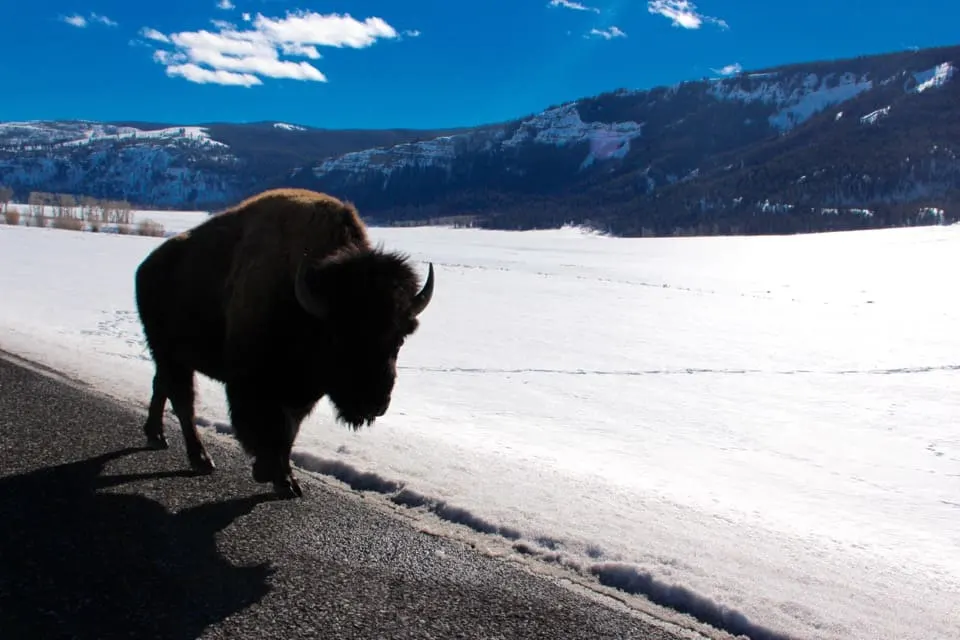 Come along with me as I enjoy a "bluebird day" at Yellowstone National Park and see the animals of Yellowstone National Park.