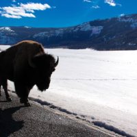 Come along with me as I take a road trip to Yellowstone National Park in Montana.