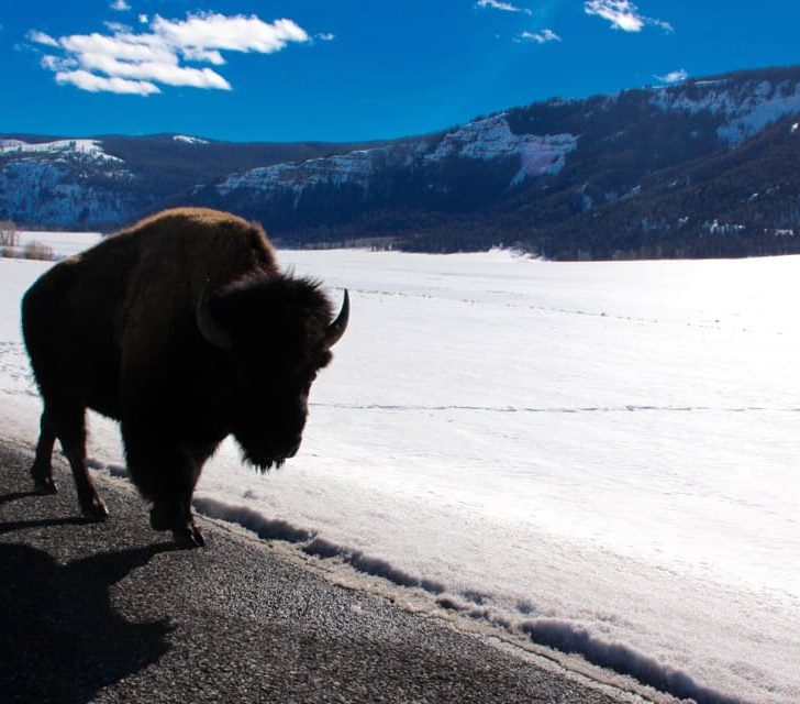 Come along with me as I take a road trip to Yellowstone National Park in Montana.