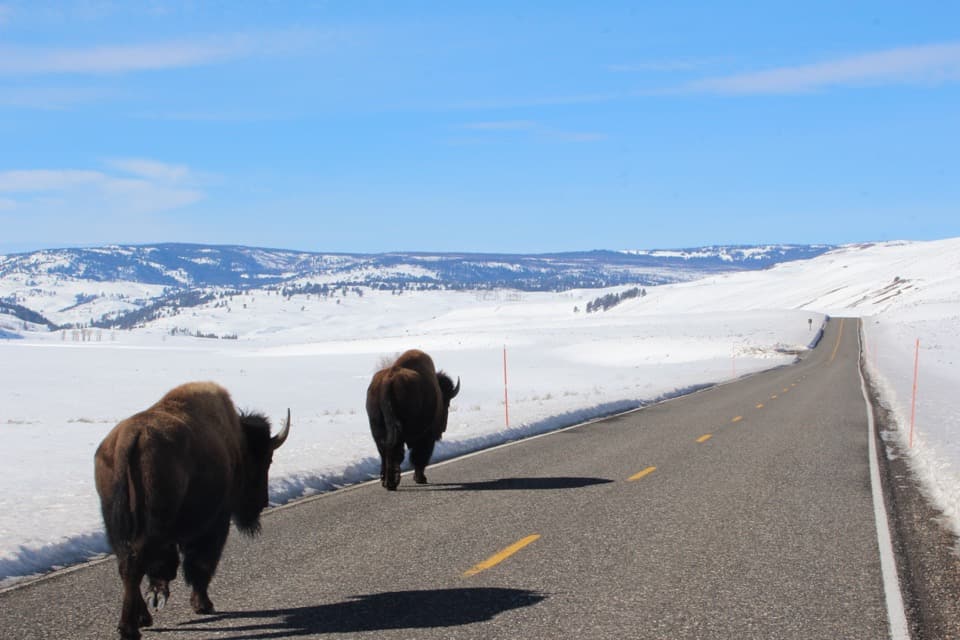 Come along with me as I enjoy a "bluebird day" at Yellowstone National Park and see the animals of Yellowstone National Park.