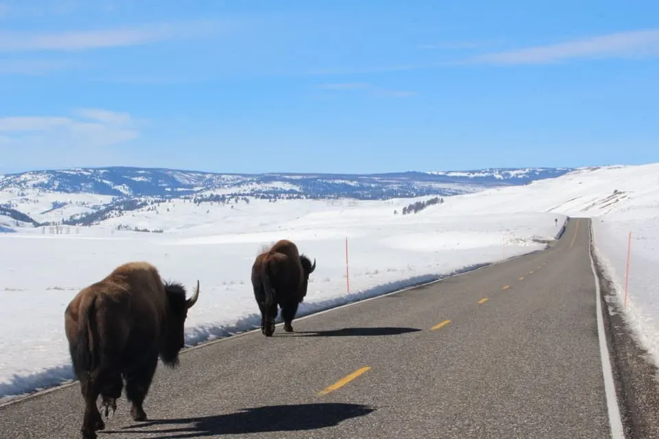 Come along with me as I take a road trip to Yellowstone National Park in Montana.