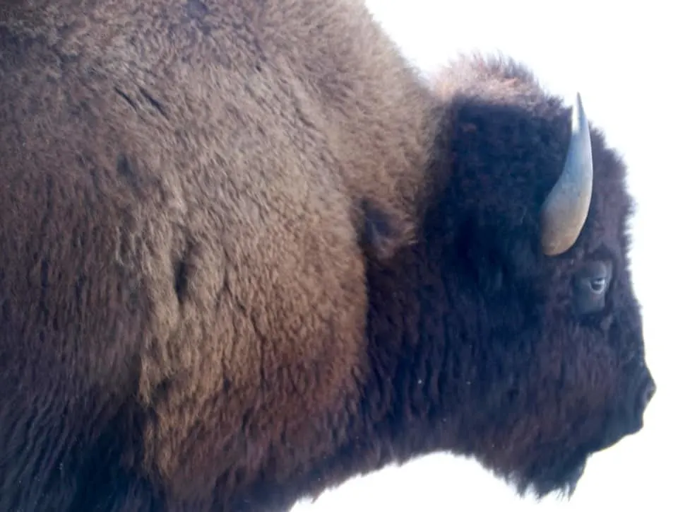 Come along with me as I enjoy a "bluebird day" at Yellowstone National Park and see the animals of Yellowstone National Park.