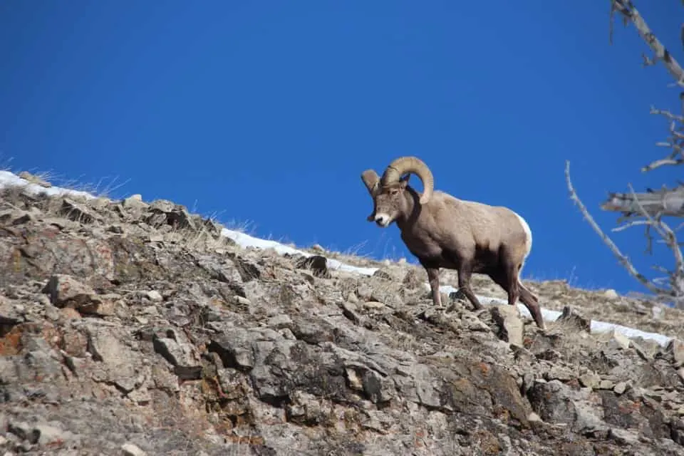 Come along with me as I enjoy a "bluebird day" at Yellowstone National Park and see the animals of Yellowstone National Park.