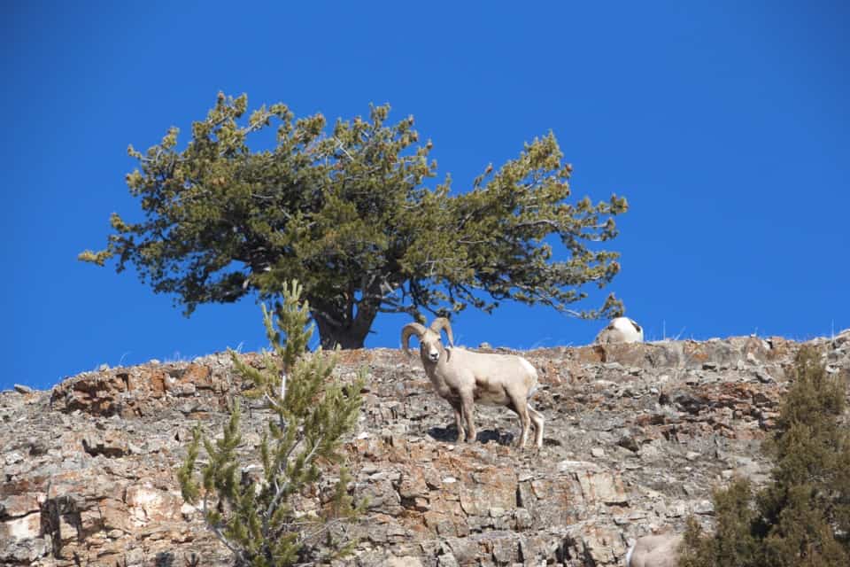 Come along with me as I enjoy a "bluebird day" at Yellowstone National Park and see the animals of Yellowstone National Park.