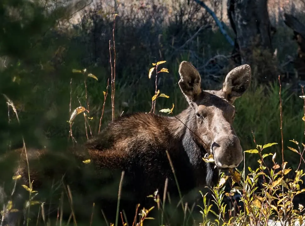 Come along with travel writer Donnie Sexton as she explores The Ranch at Rock Creek, Montana and finds her slice of Heaven!