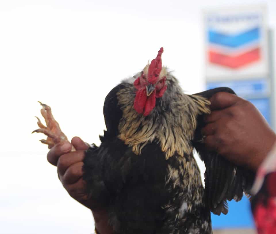 Have you ever seen a chicken on the run? Near Lake Charles, Louisiana you will find one or two in the Iowa Chicken Run!