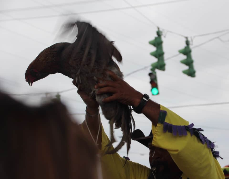 Have you ever seen a chicken on the run? Near Lake Charles, Louisiana you will find one or two in the Iowa Chicken Run!