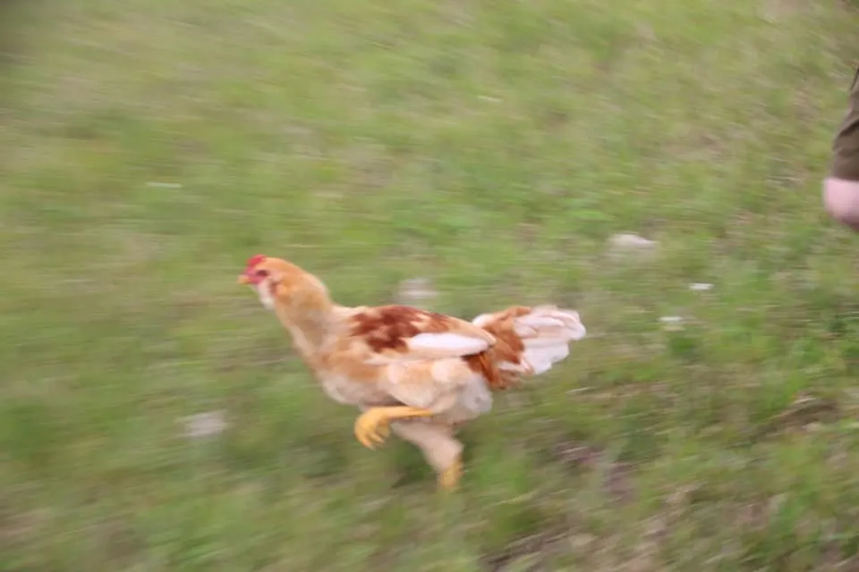 Have you ever seen a chicken on the run? Near Lake Charles, Louisiana you will find one or two in the Iowa Chicken Run!