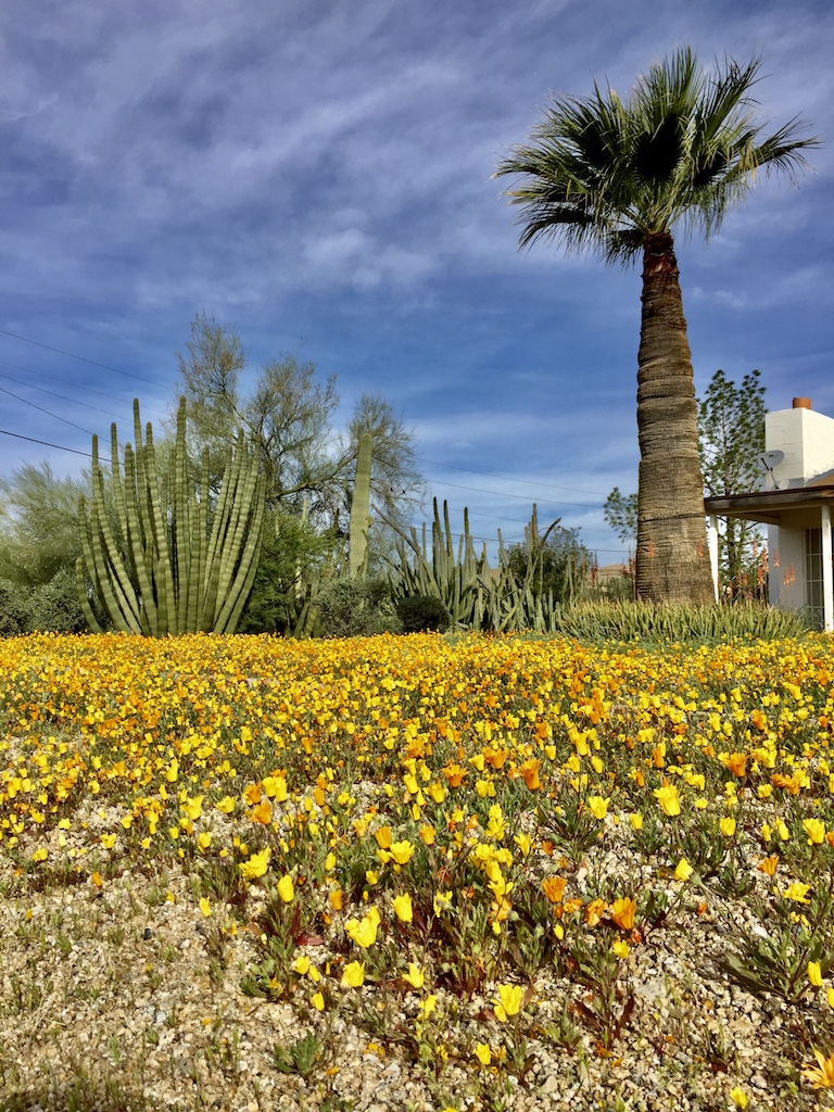 Things to do in Scottsdale, Things to do in Scottsdale AZ, #scottsdale #scottsdaleaz