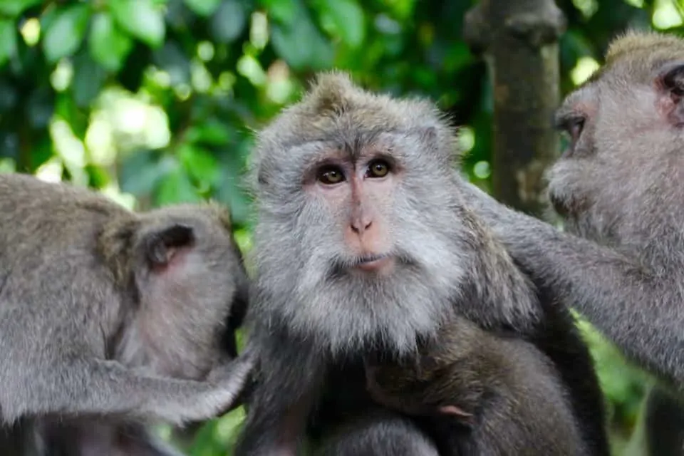 Sacred Monkey Temple, Bali, Indonesia: Singapore, Asia Cruise: 3 Port Cities in Southeast Asia Not to Miss