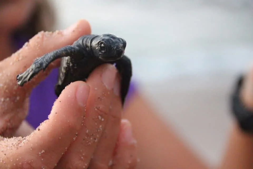 Turtle release program at Hyatt Ziva Puerto Vallarta, Puerto Vallarta all inclusive resort, best Puerto Vallarta hotels on the beach