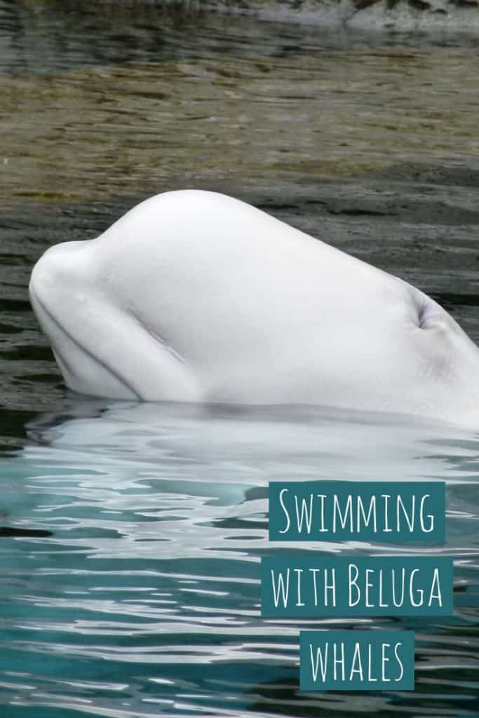 beluga baby, diving with whales, swimming with whales, whale watching canada