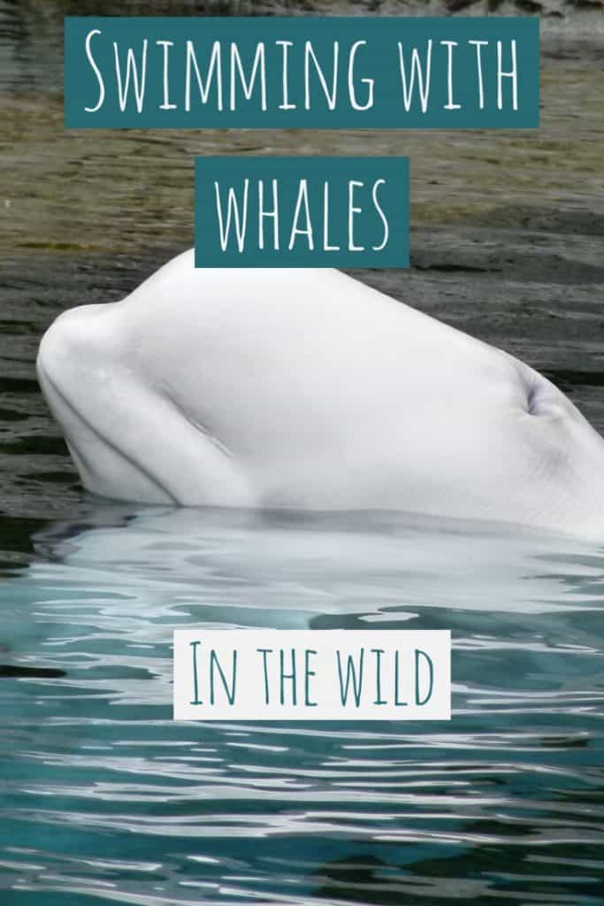 beluga baby, diving with whales, swimming with whales, whale watching canada