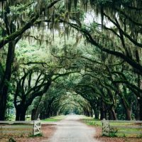 Moss covered oaks, Things to do in Savannah, Charleston Day trips