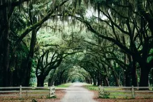 Moss covered oaks, Things to do in Savannah, Charleston Day trips